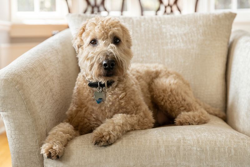 Soft Coated Wheaten Terrier
