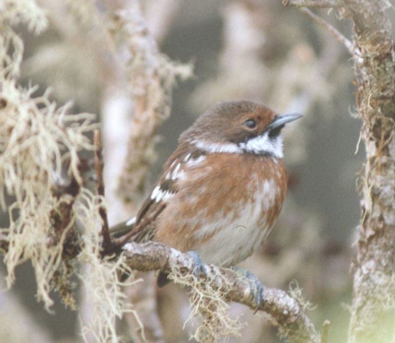 Hawaiian Flycatcher (ʻElepaio)