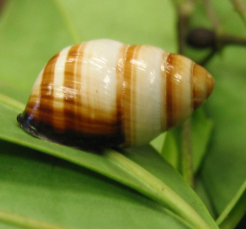 Hawaiian Tree Snails (Achatinella spp.)