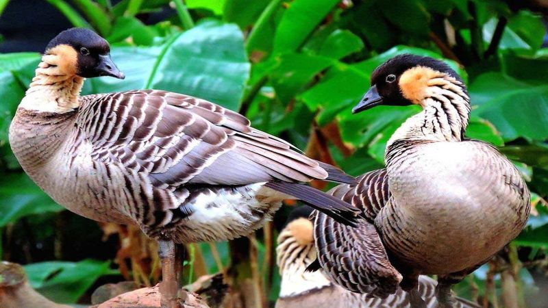 Nēnē (Hawaiian Goose)