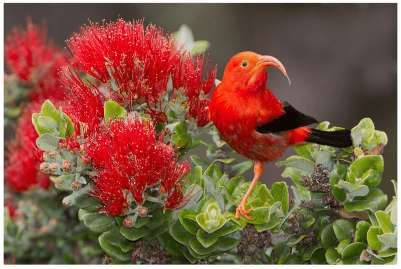 ʻIʻiwi (Scarlet Honeycreeper)