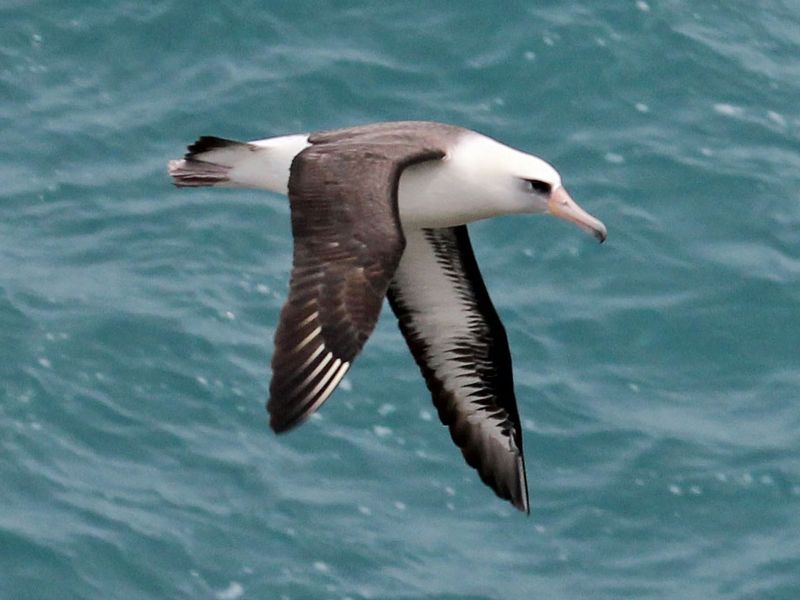 Laysan Albatross (Mōlī)