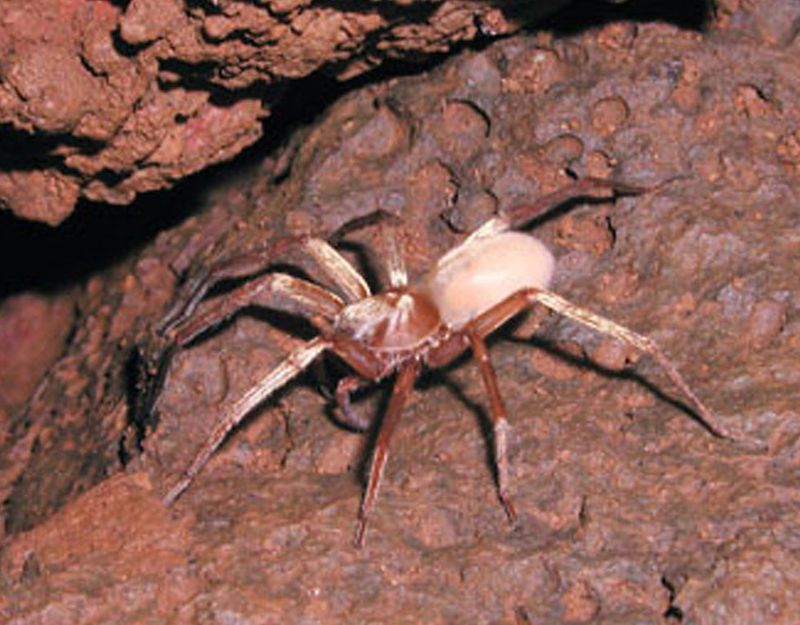 Kauaʻi Cave Wolf Spider