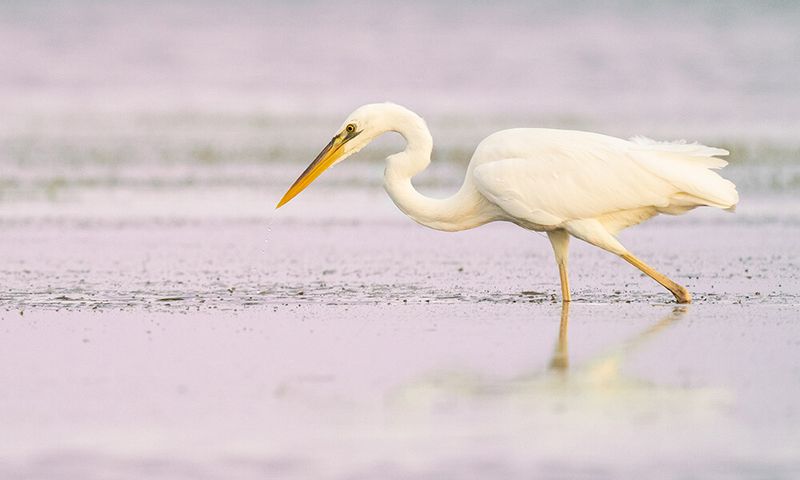 Great White Heron