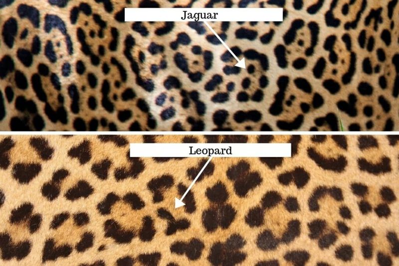 Spot Patterns