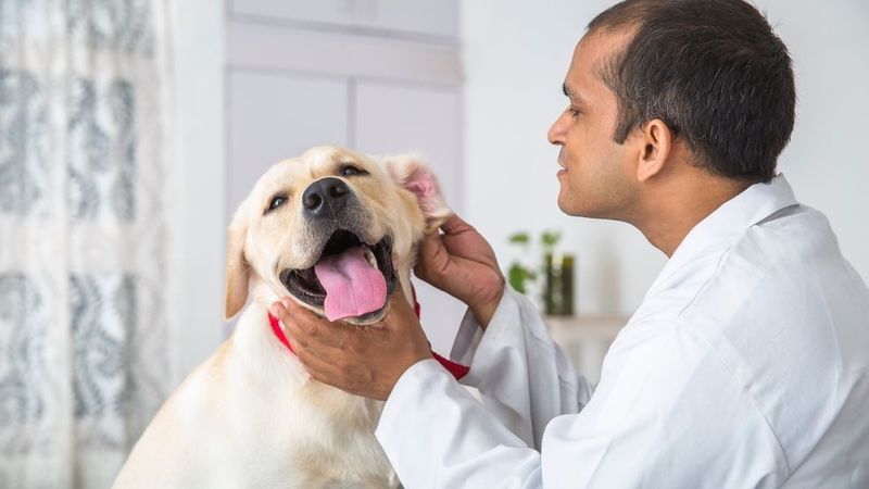 Regular Vet Visits