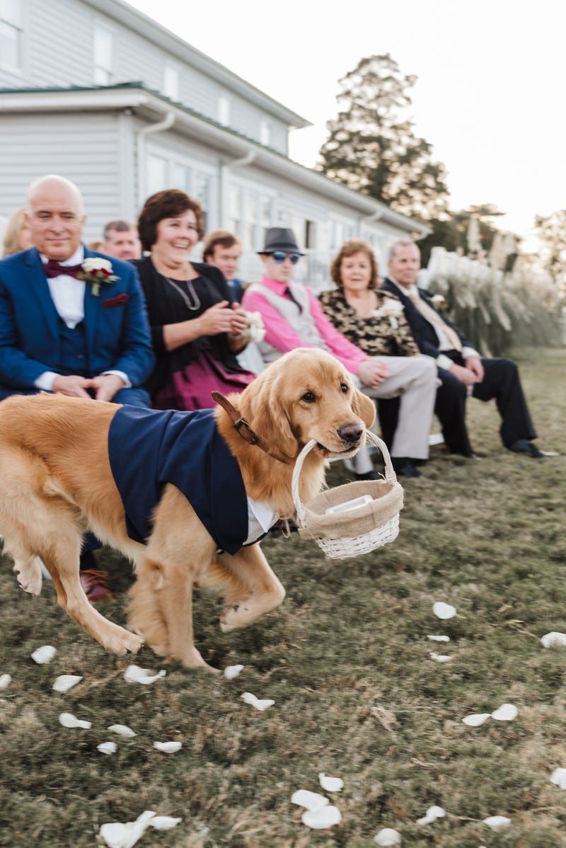 Charming Ring Bearer