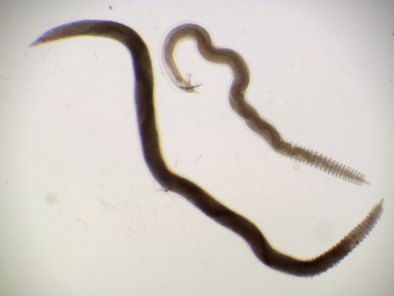 Lungworm: A Growing Concern