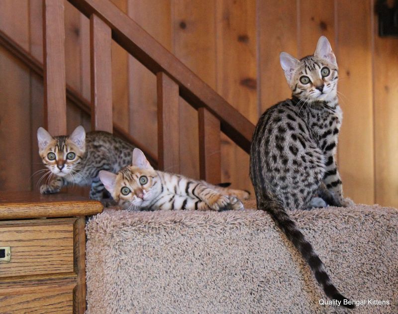 Bengal Cat