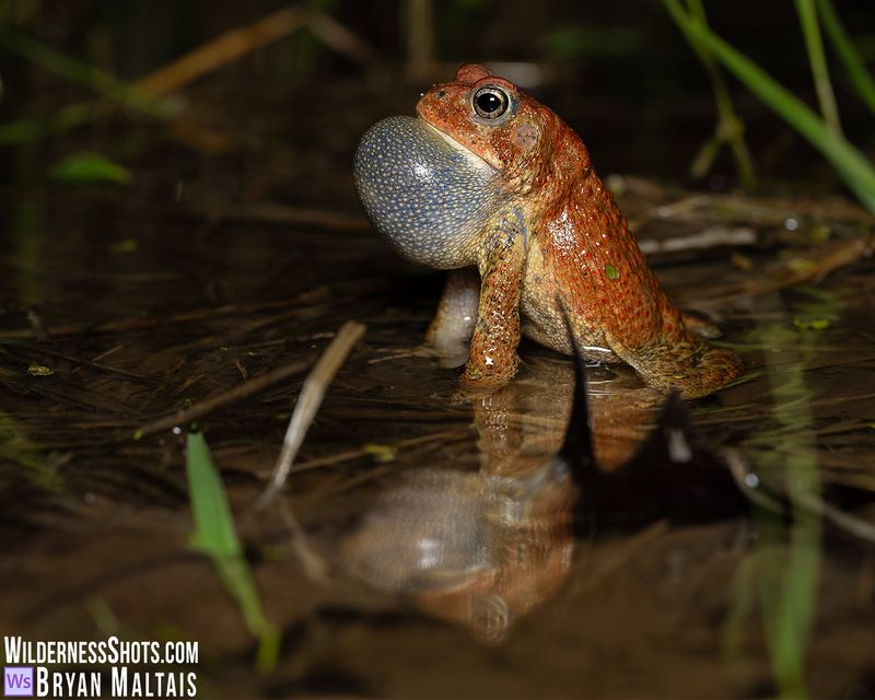 Frogs