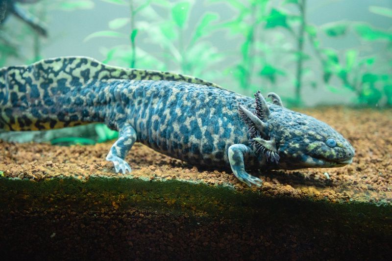 Axolotl