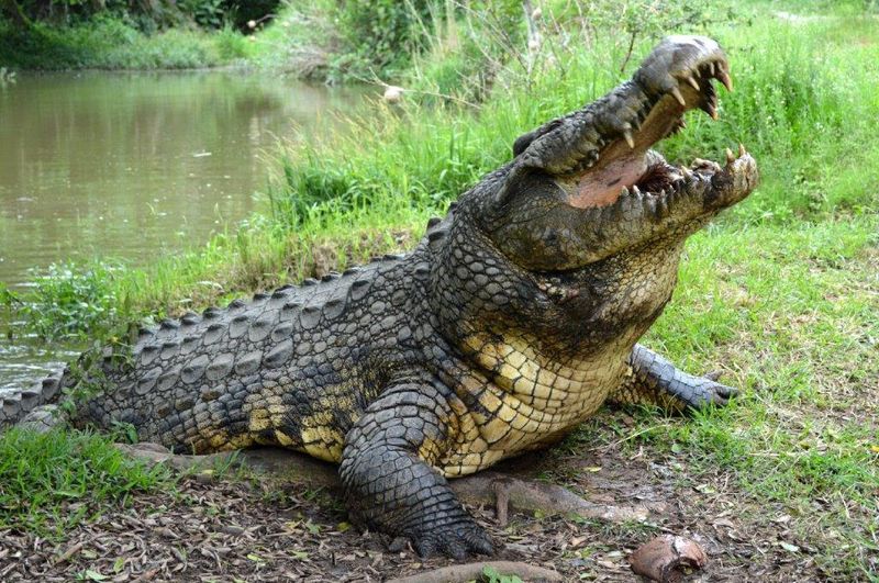 Life at Crocworld Conservation Centre