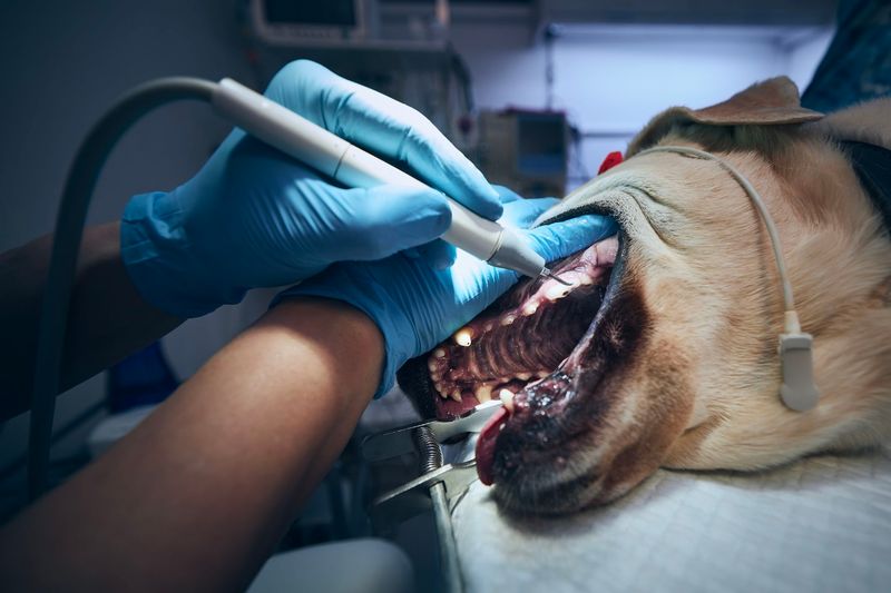 Professional Dental Cleaning