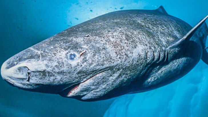 Here’s How Long These 18 Animals Really Live
