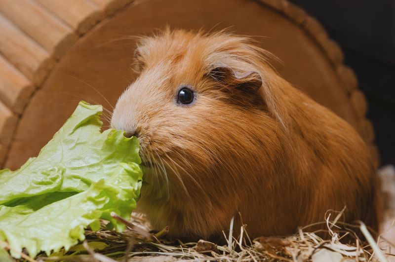 Guinea Pig
