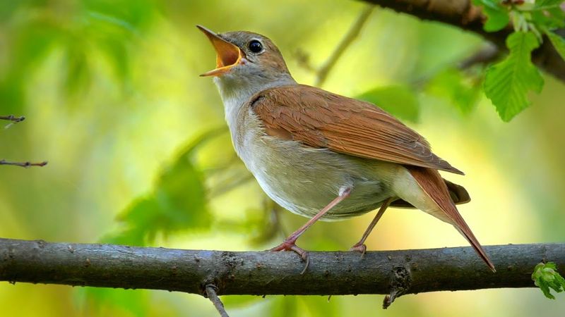 Common Nightingale