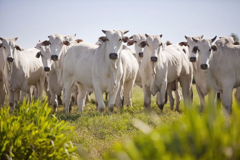 Sustainable Farming Contribution