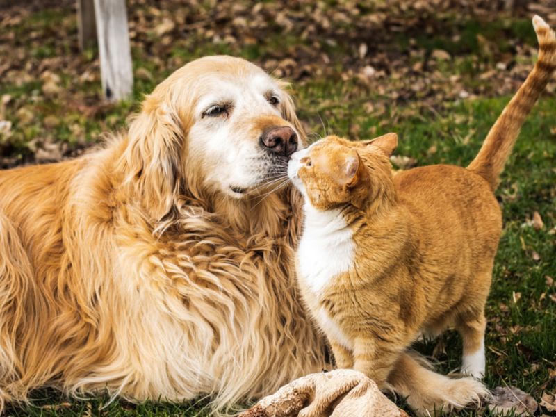 Friendly with Other Pets