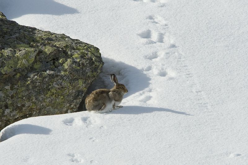 Hares and Rodents