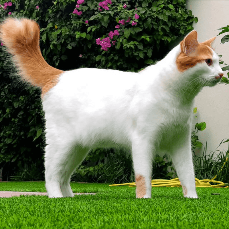 Turkish Van