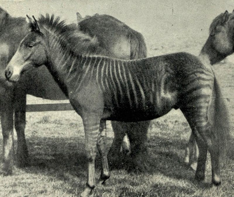 Zebroid