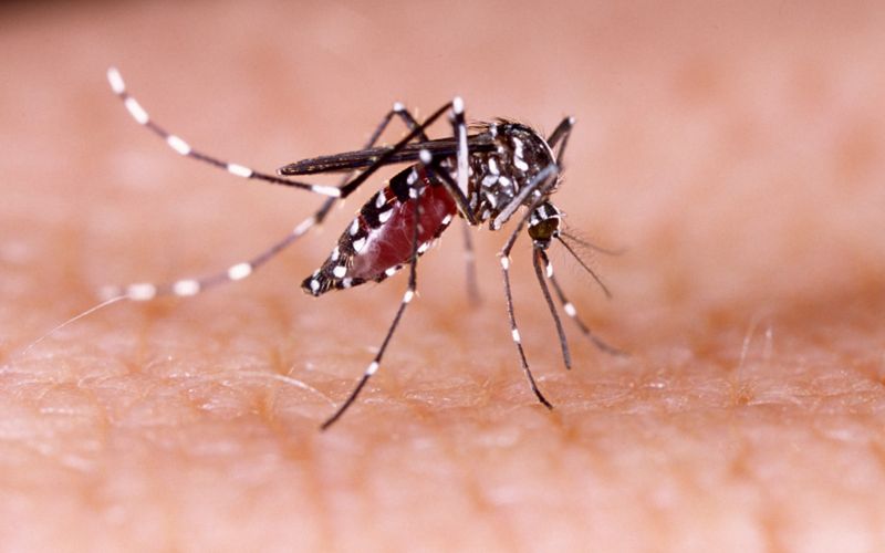 Mosquito