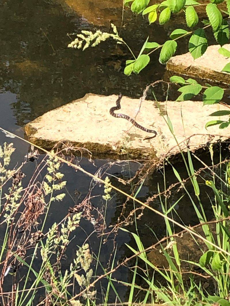 Water Snake
