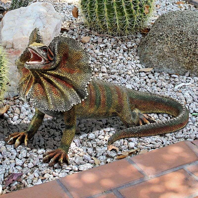Frill-Necked Lizard