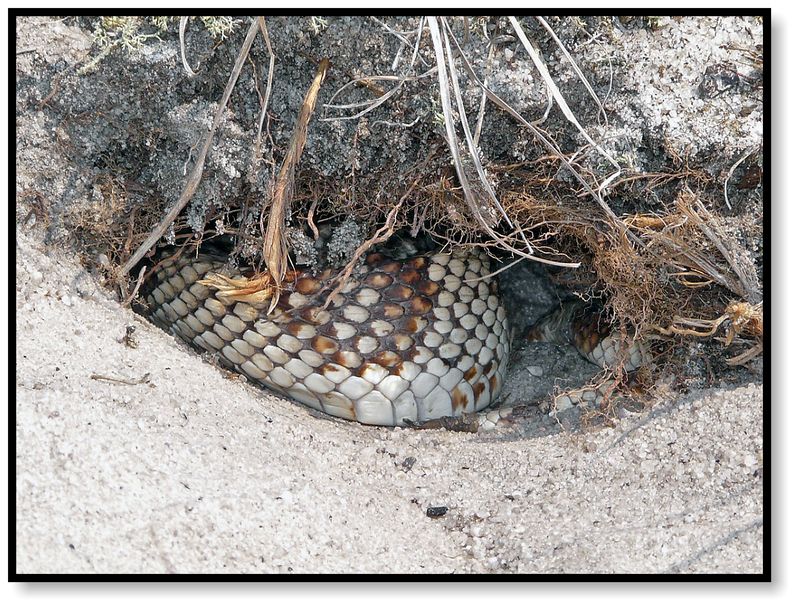 Pine Snake