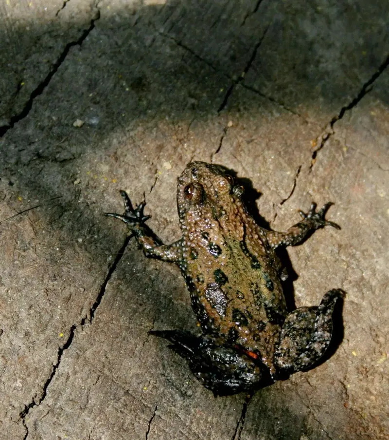European Fire-bellied Toad