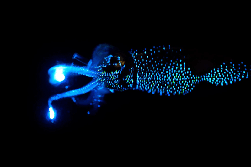 Firefly Squid