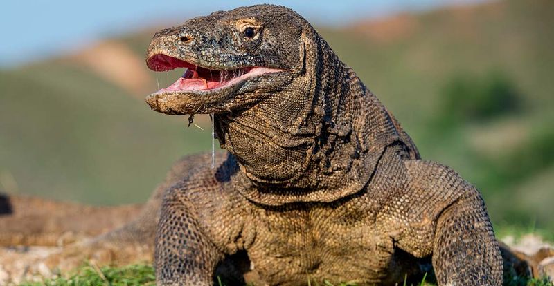 Komodo Dragon
