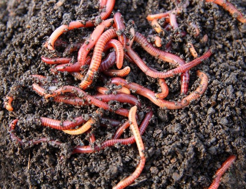 Earthworm
