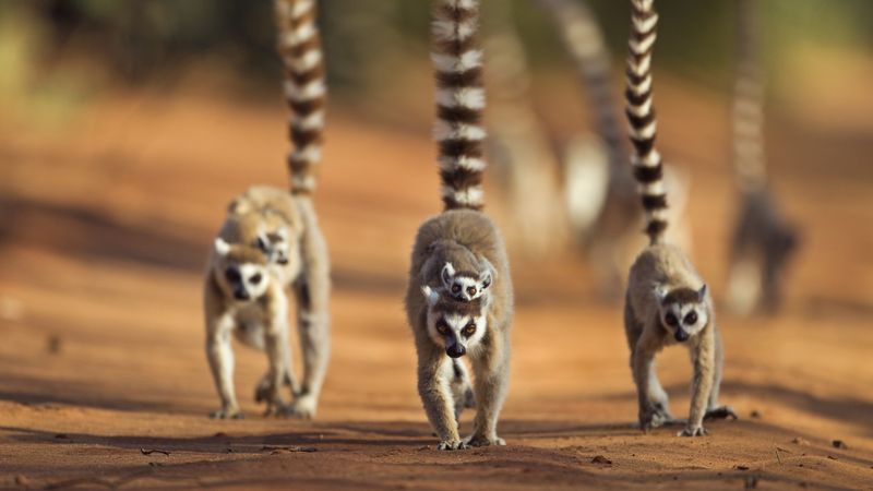 Lemur Leaders