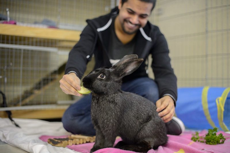 Rabbits (domesticated breeds)