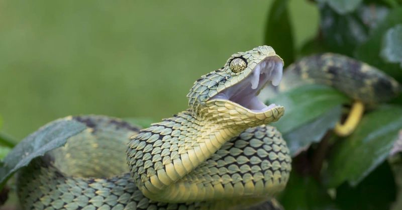 Bush Viper