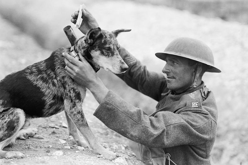 Dog