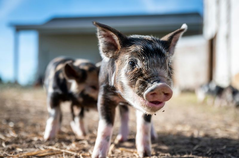 Pig