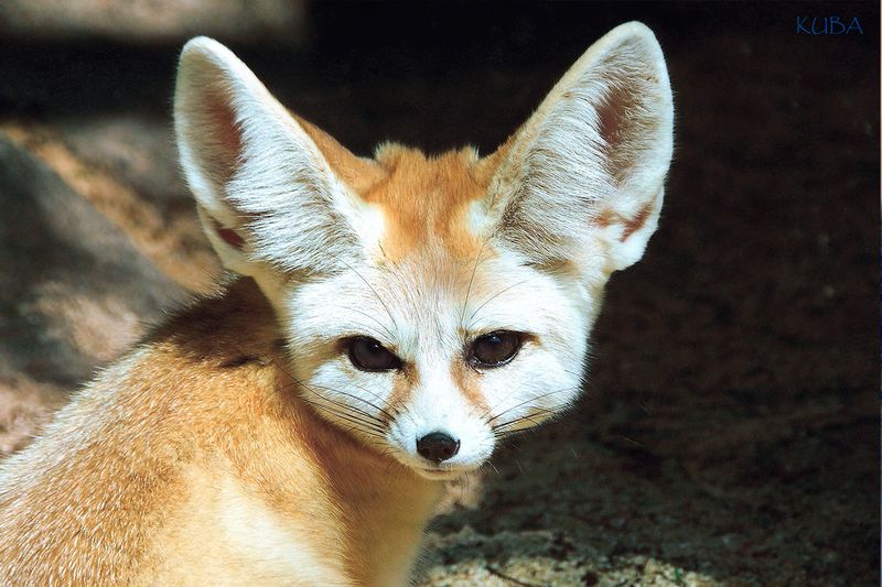 Fennec Fox
