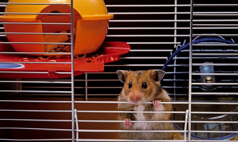 Hamster