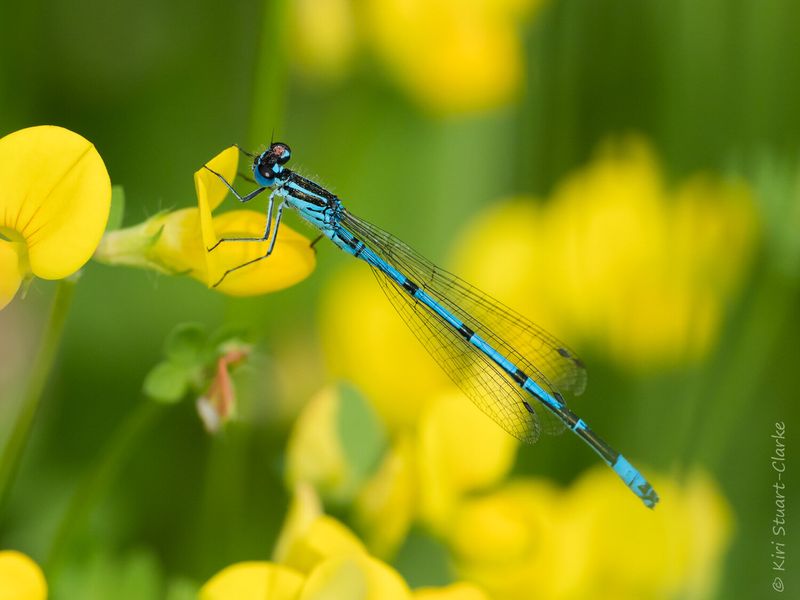 Azure Bluet Damselfly