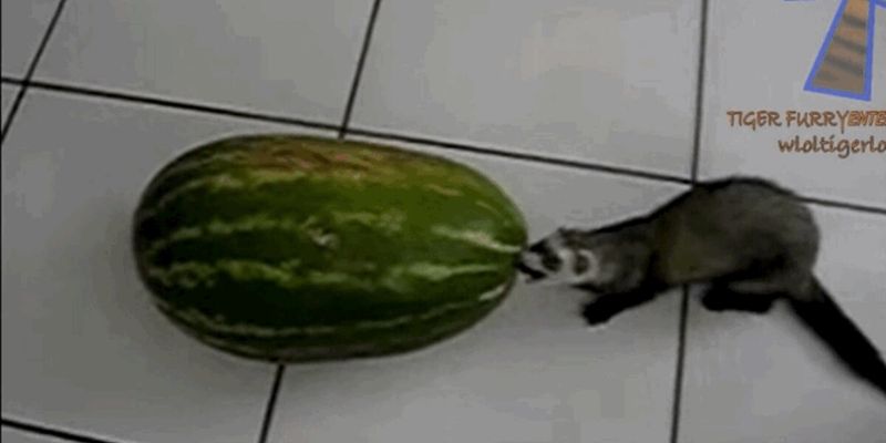 Ferrets Stealing and Stashing Items