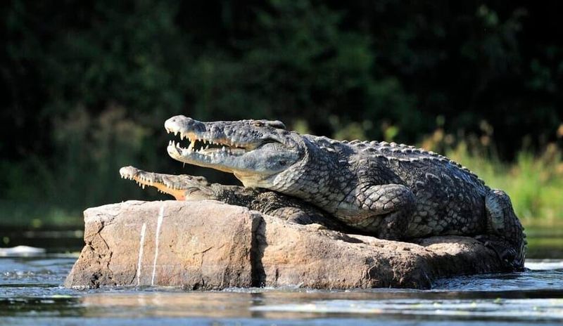 Crocodile