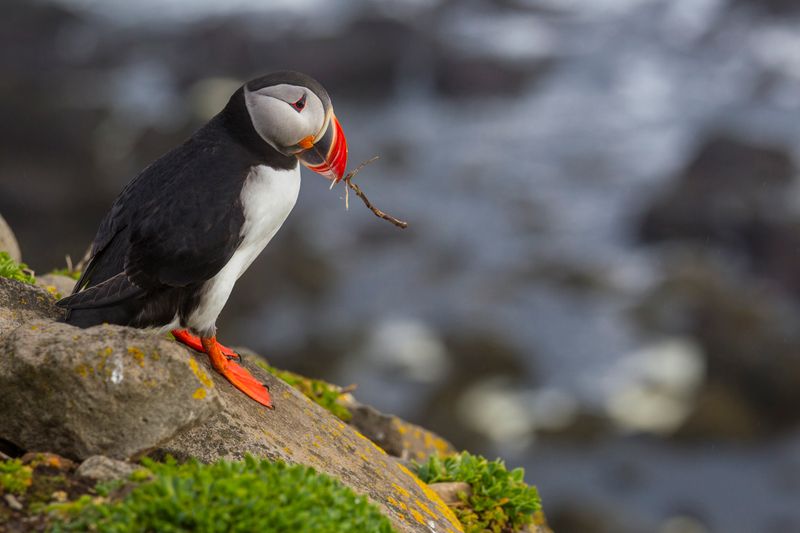 Atlantic Puffin