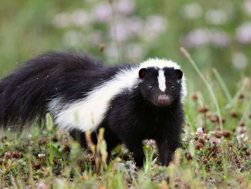 Striped Skunk