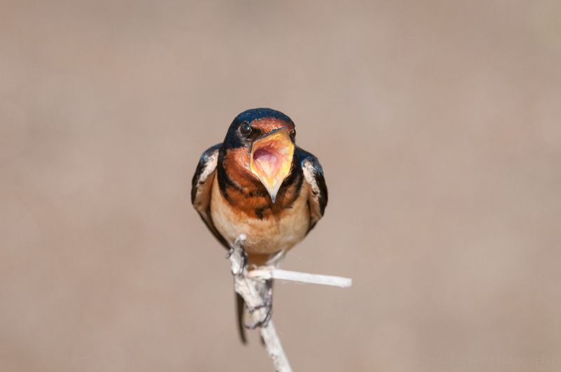 Barn Swallow