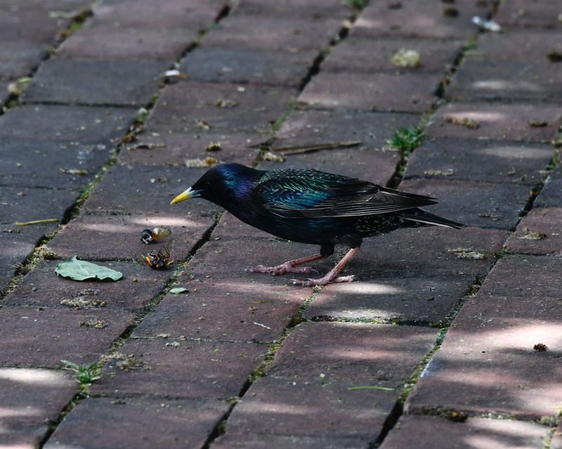 European Starling