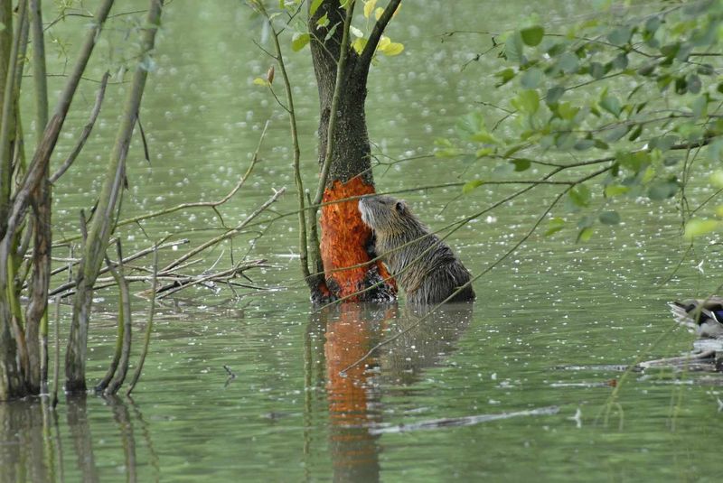 Nutria