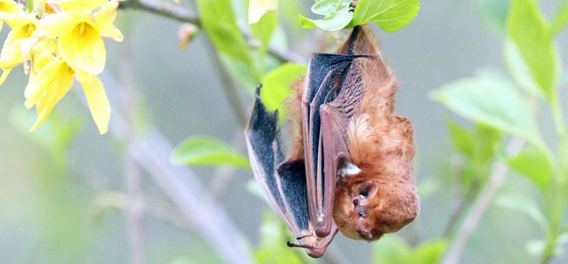 Bat
