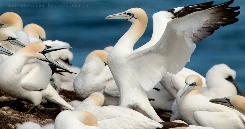 Northern Gannet